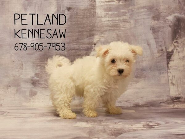 Maltese DOG Male White 22677 Petland Mall of Georgia