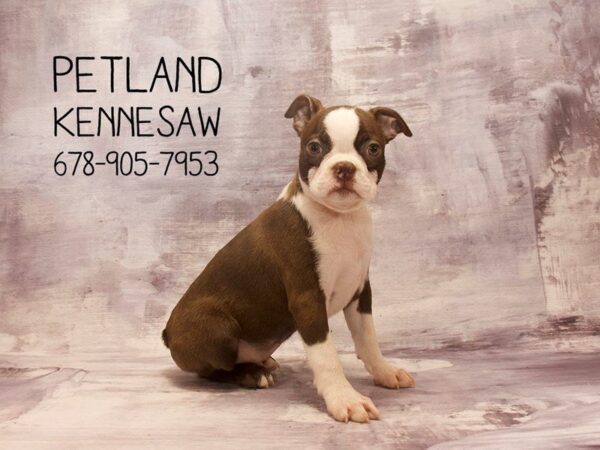 Boston Terrier DOG Female Seal Brindle / White 22686 Petland Mall of Georgia