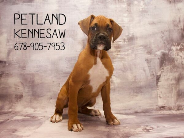 Boxer DOG Male Fawn 22690 Petland Mall of Georgia