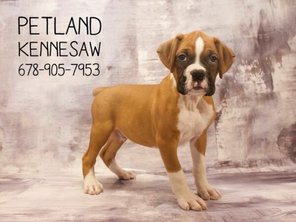 Boxer DOG Male Fawn 22691 Petland Mall of Georgia