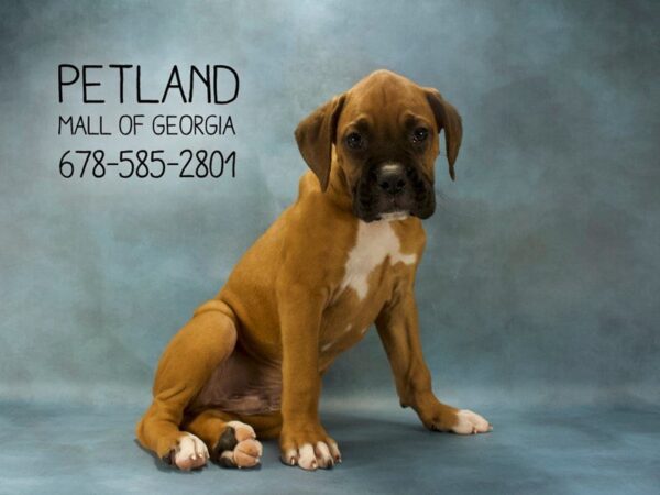 Boxer DOG Male Fawn 1976 Petland Mall of Georgia