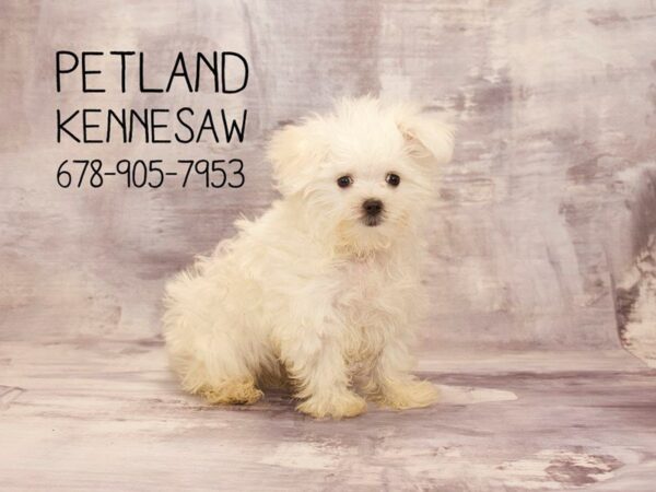 Maltese DOG Male White 22762 Petland Mall of Georgia