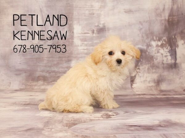 Maltipoo DOG Female Tan 22766 Petland Mall of Georgia