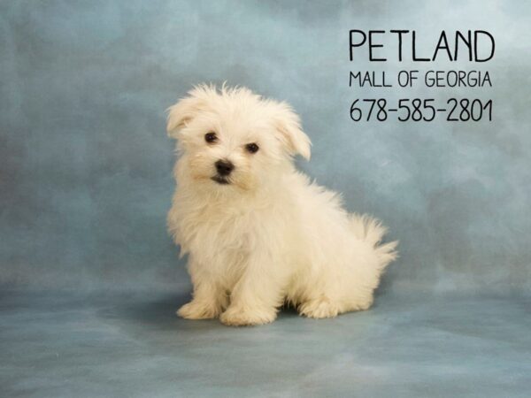 Maltese DOG Female White 2006 Petland Mall of Georgia