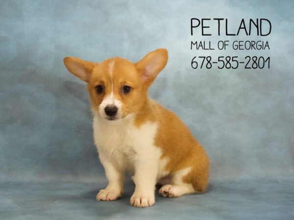 Pembroke Welsh Corgi-DOG-Female-Tri-Colored-2008-Petland Mall of Georgia