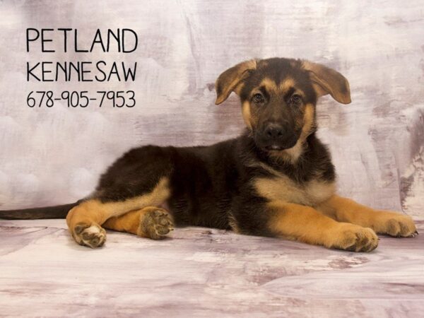 German Shepherd DOG Male BLK TAN 22749 Petland Mall of Georgia