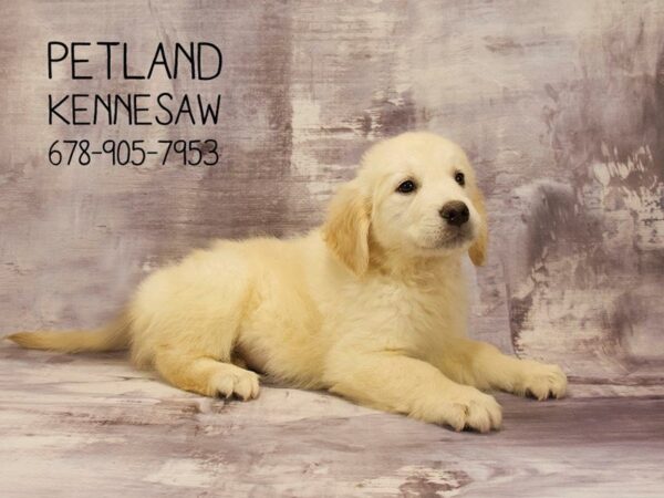 Golden Retriever DOG Female Light Golden 22755 Petland Mall of Georgia