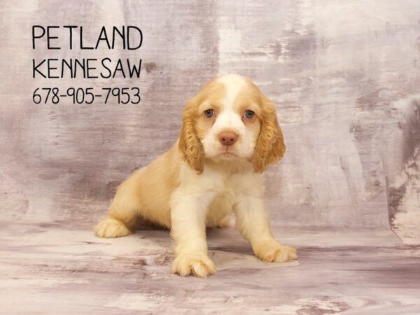 Cocker Spaniel DOG Male Buff / White 22757 Petland Mall of Georgia