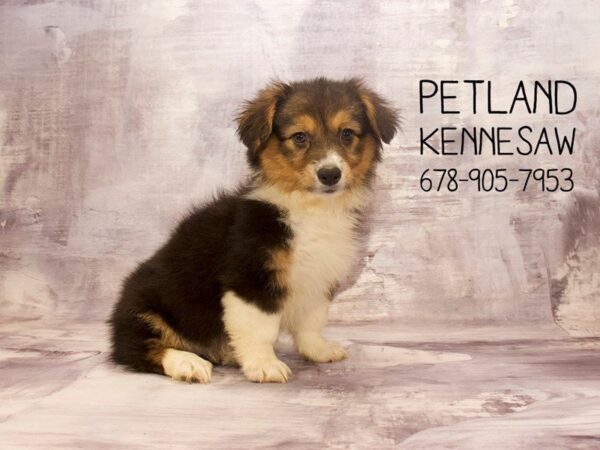 Pembroke Welsh Corgi-DOG-Female-Tri-Colored-22759-Petland Mall of Georgia