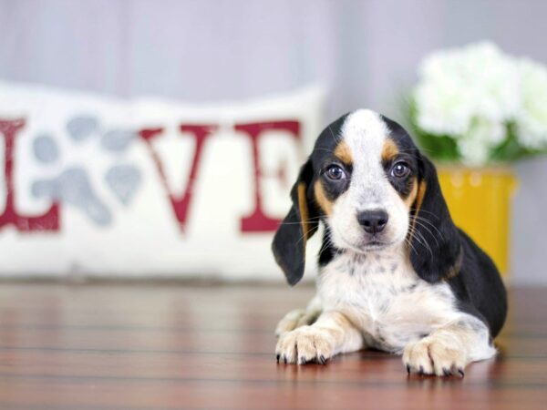 Beagle DOG Male Black / Tan 22824 Petland Mall of Georgia