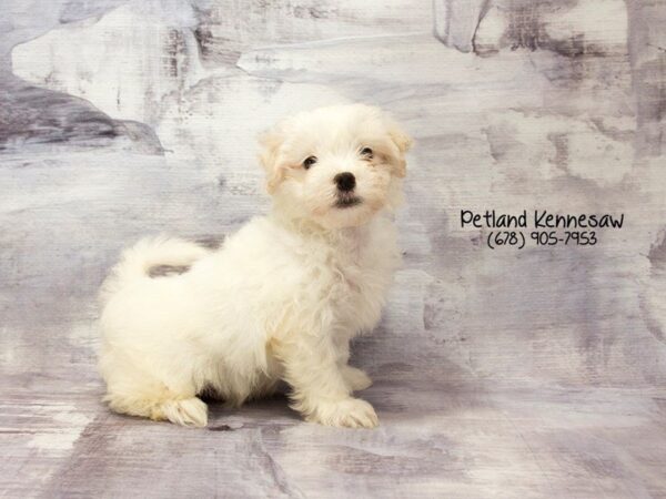 Maltese DOG Male White 22786 Petland Mall of Georgia