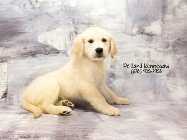 Golden Retriever DOG Male Light Golden 22790 Petland Mall of Georgia