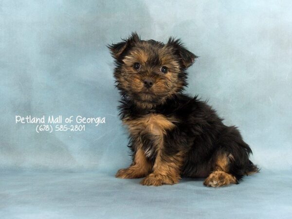 Yorkshire Terrier DOG Female BLK & TN 2015 Petland Mall of Georgia