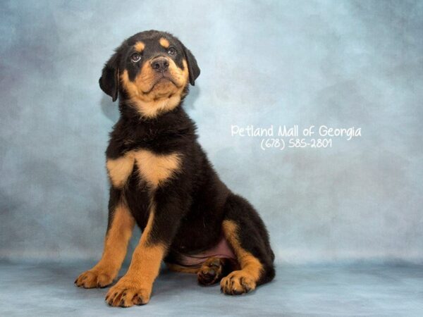 Rottweiler-DOG-Female-BLK & RST-2016-Petland Mall of Georgia