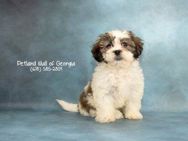 Teddy Bear DOG Female brown white 2023 Petland Mall of Georgia