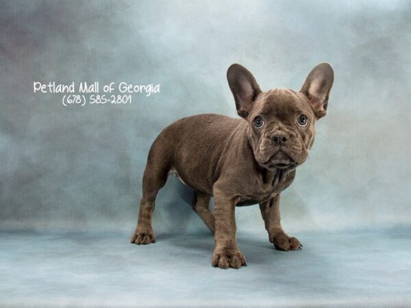 French Bulldog DOG Female BLUE 2024 Petland Mall of Georgia