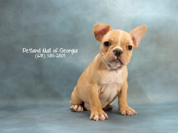 French Bulldog DOG Female Cream 2025 Petland Mall of Georgia