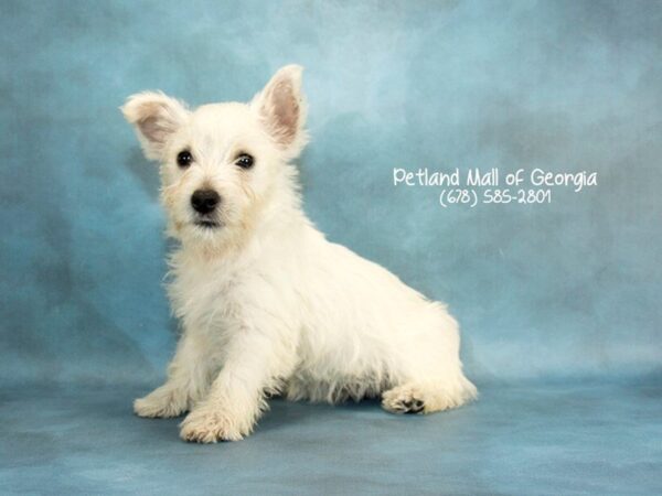 West Highland White Terrier DOG Female White 2030 Petland Mall of Georgia