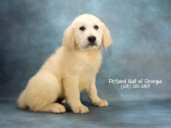 Golden Retriever DOG Male Light Golden 2032 Petland Mall of Georgia