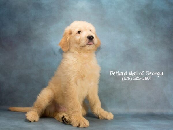 Goldendoodle DOG Male Cream 2035 Petland Mall of Georgia