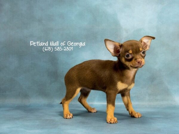 Chihuahua DOG Female CHLT & TN 2037 Petland Mall of Georgia