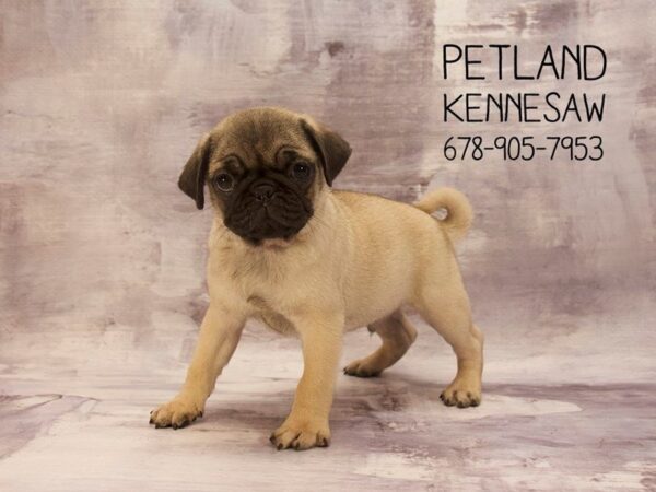 Pug DOG Male Fawn 22805 Petland Mall of Georgia