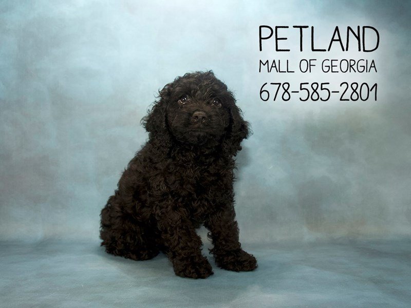 Cockapoo Puppy BLK ID:2053 Located at Petland Mall of Georgia