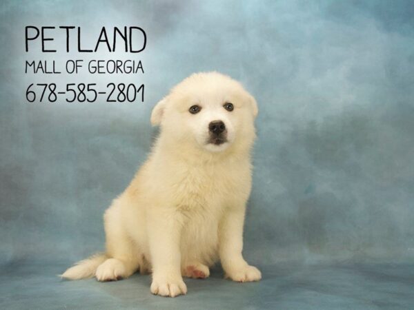 Huskimo DOG Male Sliver wh 2057 Petland Mall of Georgia