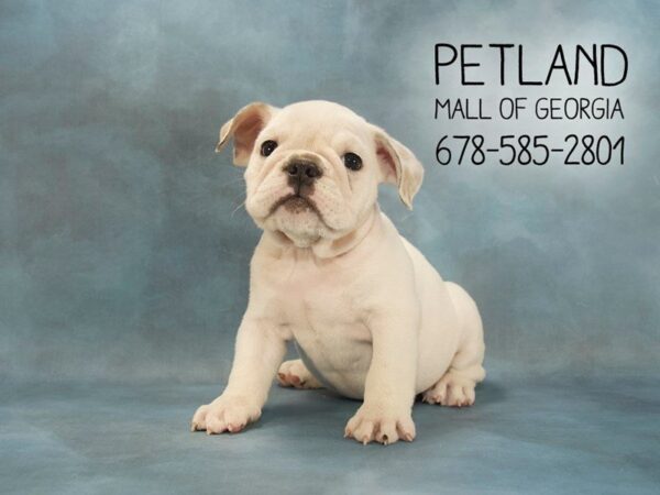 English Bulldog DOG Female FAWN WHITE 2059 Petland Mall of Georgia