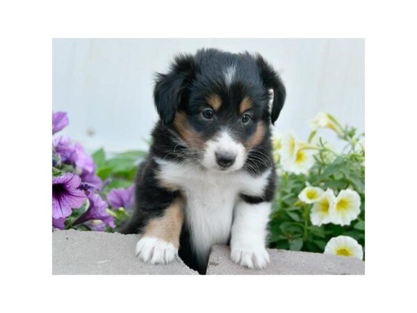 Shetland Sheepdog DOG Male Black / White 2081 Petland Mall of Georgia