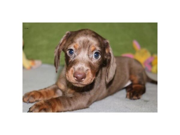 Dachshund DOG Female br & tn 2086 Petland Mall of Georgia