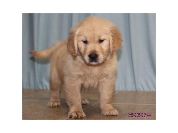 Golden Retriever DOG Male Golden 2087 Petland Mall of Georgia