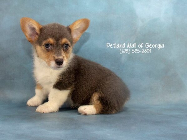 Pembroke Welsh Corgi DOG Female Blue and White 2088 Petland Mall of Georgia