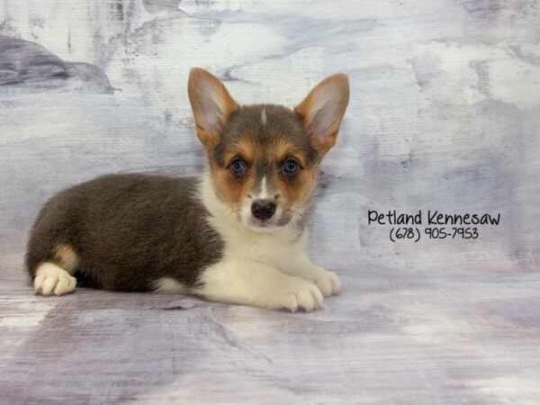 Pembroke Welsh Corgi-DOG-Female-Blue, White and Tan-22837-Petland Mall of Georgia