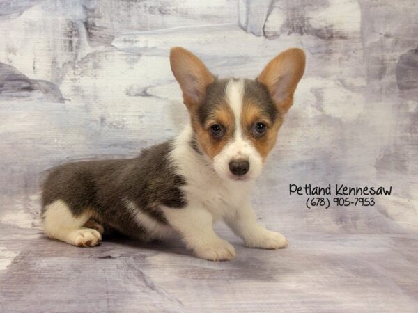 Pembroke Welsh Corgi-DOG-Female-Blue, White and Tan-22836-Petland Mall of Georgia