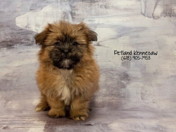 Pom Shih-DOG-Female-Brown-22835-Petland Mall of Georgia