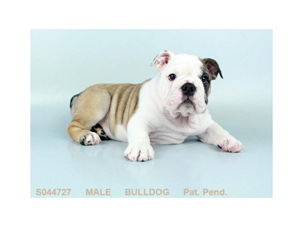 English Bulldog DOG Male FN:WH MKGS 2098 Petland Mall of Georgia