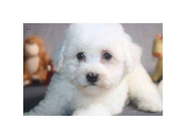 Bichon Frise DOG Female wh 2118 Petland Mall of Georgia