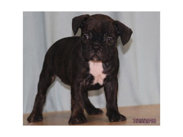 Froston-DOG-Female-Brindle-22858-Petland Mall of Georgia