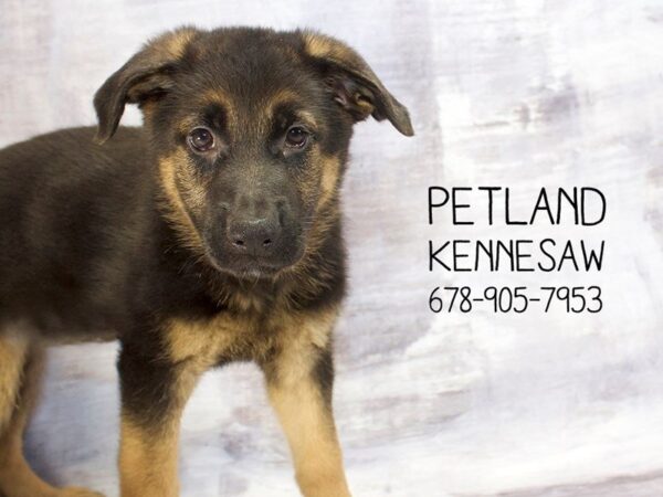 German Shepherd Dog DOG Female Black / Tan 22872 Petland Mall of Georgia