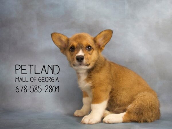 Pembroke Welsh Corgi-DOG-Female-Red wh-2108-Petland Mall of Georgia