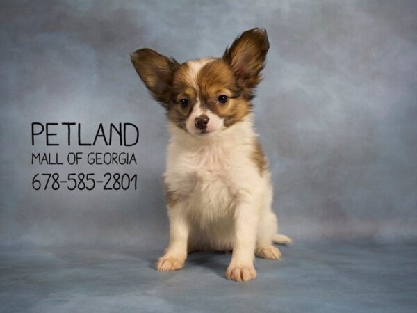 Papillon DOG Female sable wh 2105 Petland Mall of Georgia