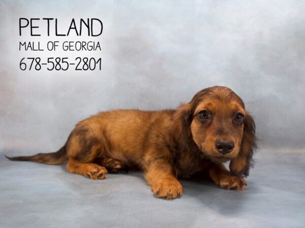 Dachshund DOG Male Chocolate 2135 Petland Mall of Georgia