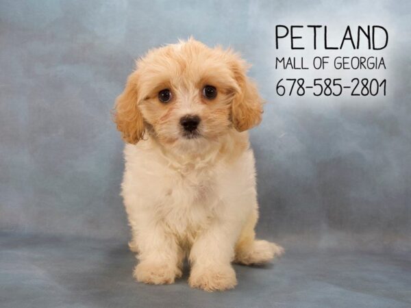 Cavachon DOG Female br & wh 2141 Petland Mall of Georgia