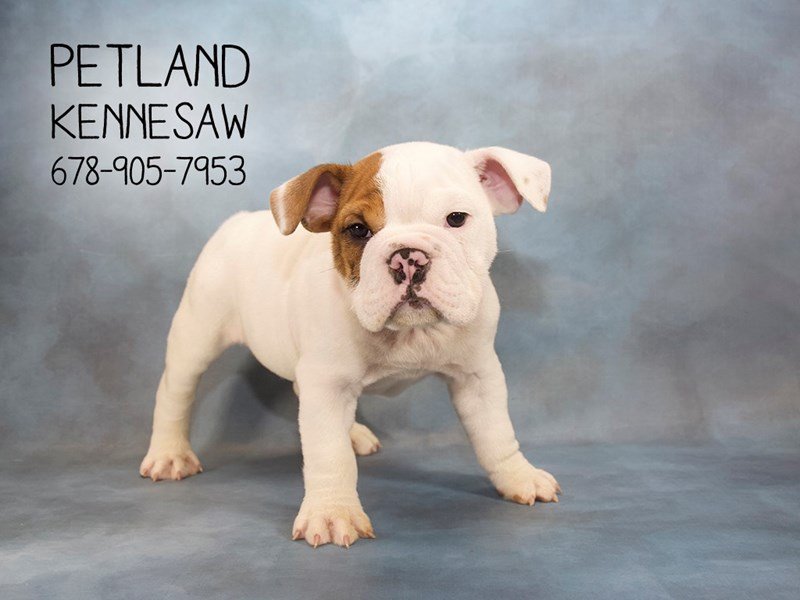 English Bulldog Puppy RD:PBLD ID:22891 Located at Petland Mall of