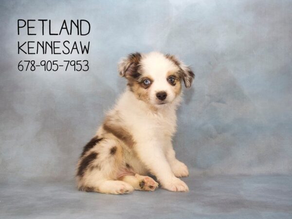 Mini Australian Shepherd-DOG-Female-BL MRL:WH MKGS TAN PTS-22898-Petland Mall of Georgia