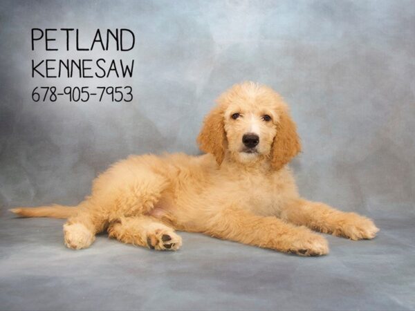 Goldendoodle DOG Male LT GLDN 22899 Petland Mall of Georgia