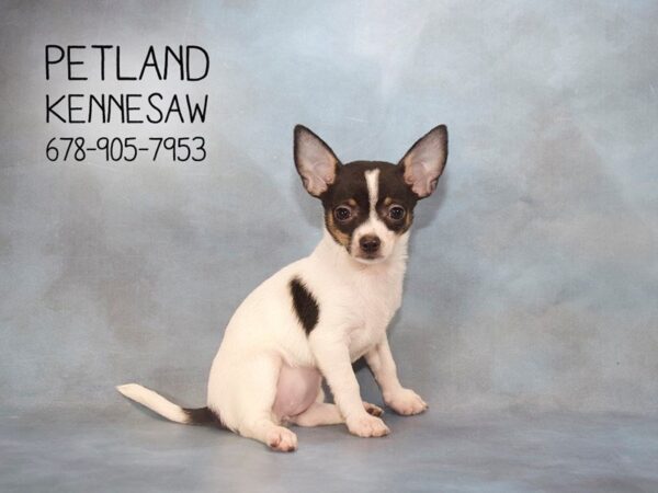 Chihuahua DOG Female BLK WH 22903 Petland Mall of Georgia