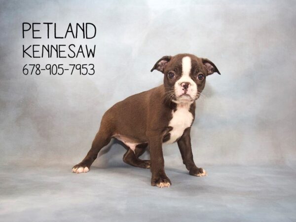 Boston Terrier DOG Male Brindle / White 22905 Petland Mall of Georgia