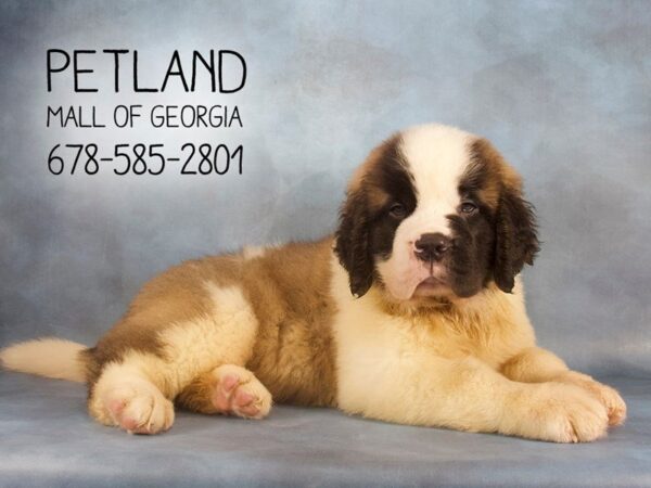Saint Bernard-DOG-Male-Sable White-2169-Petland Mall of Georgia